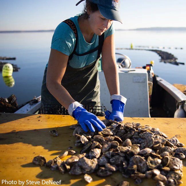 Emily's Maine Oysters (Casco Bay, ME) 25 Oysters