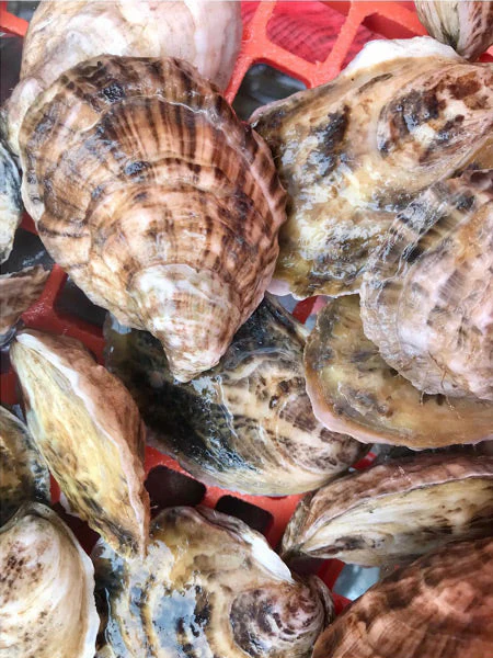 Emily's Maine Oysters (Casco Bay, ME) 25 Oysters - Image 2
