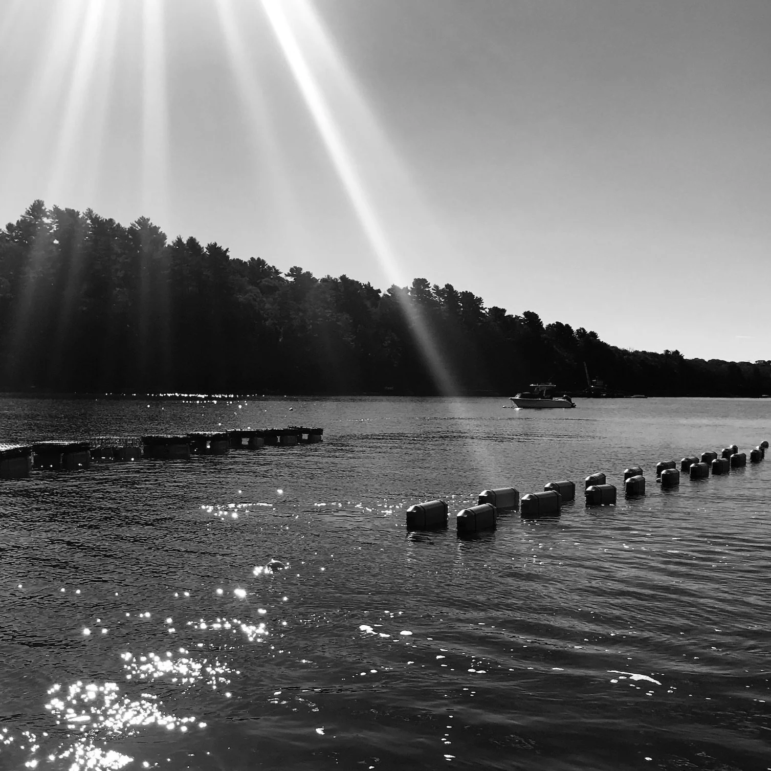 Madeleine Point Maine Oysters (Yarmouth, ME) - SOLD OUT - Image 2