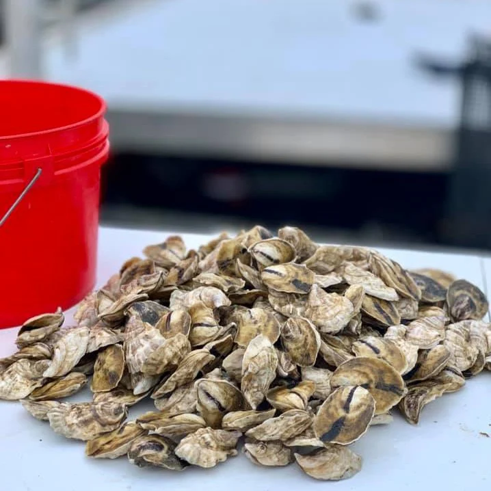 Madeleine Point Maine Oysters (Yarmouth, ME) - SOLD OUT - Image 3