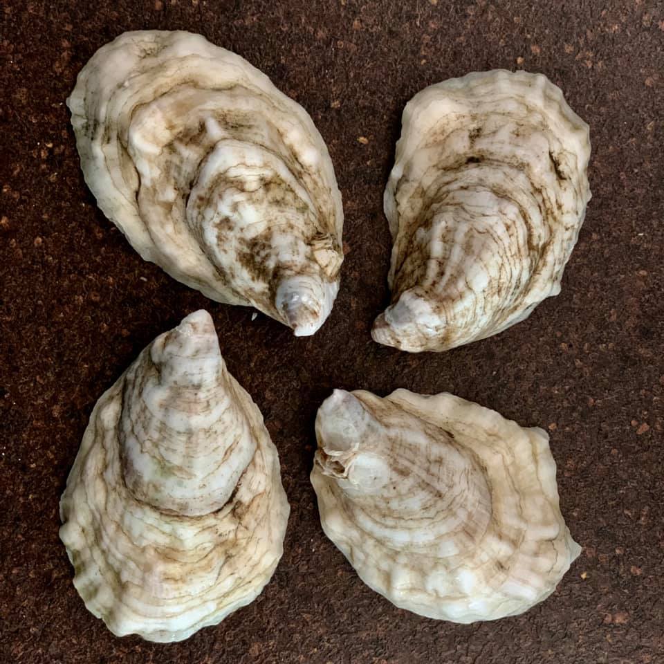 Madeleine Point Maine Oysters (Yarmouth, ME) - SOLD OUT - Image 4