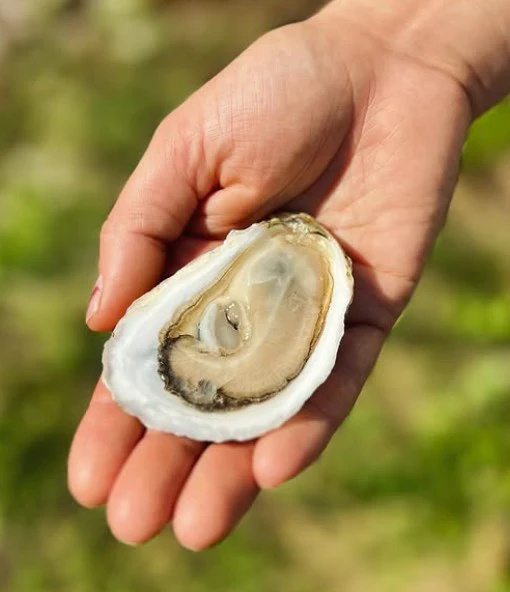 Nonesuch Maine Oysters (Scarborough, Maine) 25 Oysters - Image 2