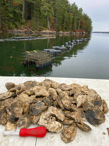 Merritt Island Maine Oysters (West Bath, ME) - Image 2